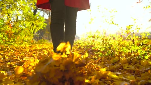 Legs of a Woman in Black Boots Walking Through the Autumn Forest Yellow Leaves Fly Around