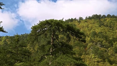 Trees (2K)
