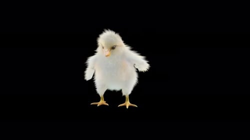 Realistic Fluffy White Chick Walking Animation Loop