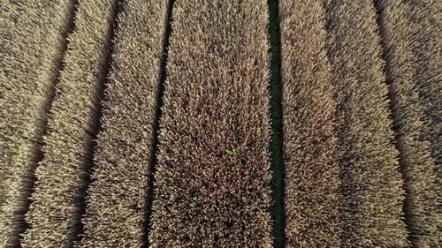 Drone Flying Over a Wheat Field