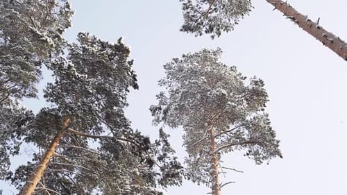The Tops of the Pines Against the Sky