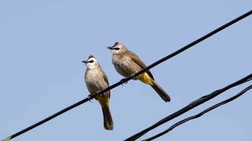 Birds Perched on Electrical Wire Against Blue Sky