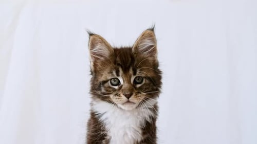 Cute Grey Kitten Maine Coon Breed Posing on a White Background