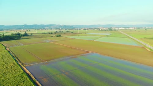 Aerial: Flying Over Rice Paddies, Flooded Cultivated Fields Farmland