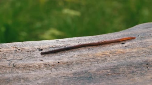 Regenwurm im Wald auf einem Baumstamm. Langer Wurm zappelt und kriecht.