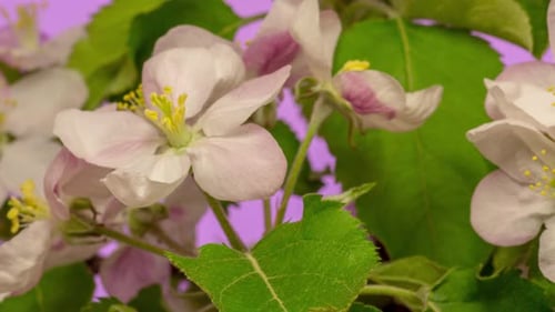 Beautiful Blossoms Blooming in a Time Lapse