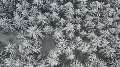 Flight Above a Frozen Forest and Spruce Trees Covered with Snow in Winter