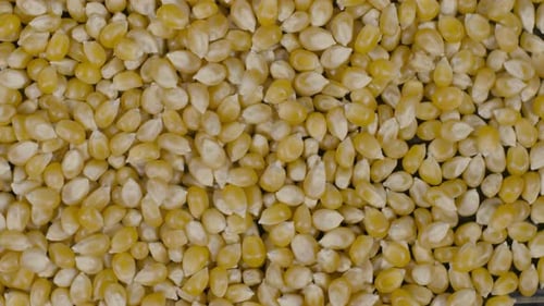 Popcorn Seeds Background
