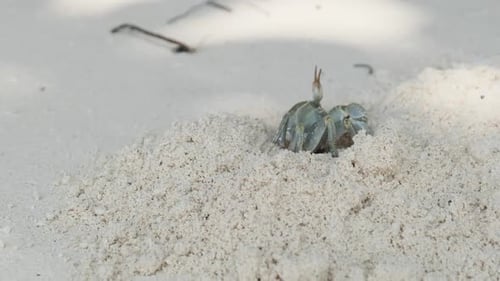 Hermit Crab Digs a Hole in the Sand and Hides on a Tropical Beach Zanzibar