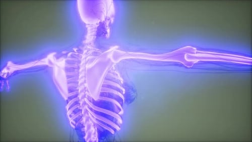 3D Human Skeletal and Nervous System Anatomy Animation