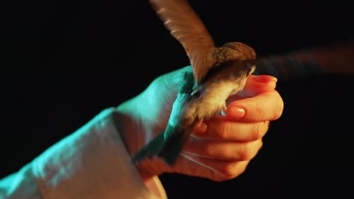 Close-Up of Bird in Woman's Hand