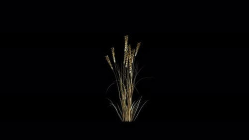 Realistic Wheat Plant Growth Time Lapse Animation