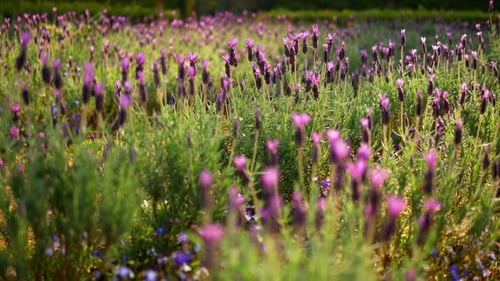 Blumen-Feld