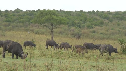 African buffalo herd with calves walking and grazing