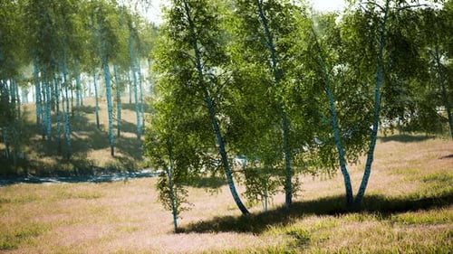 Birch Forest in Sunlight in the Morning