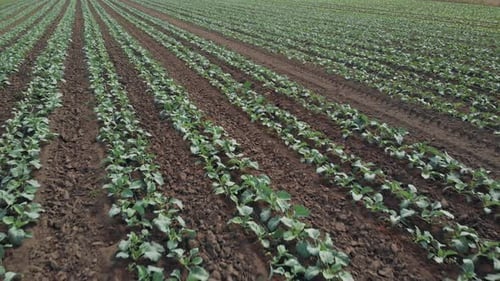 Huge Field Cultivated with Green Cabbage Plants