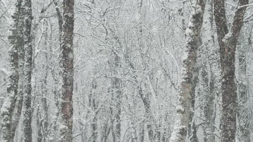 Snowfall In A Birch Forest