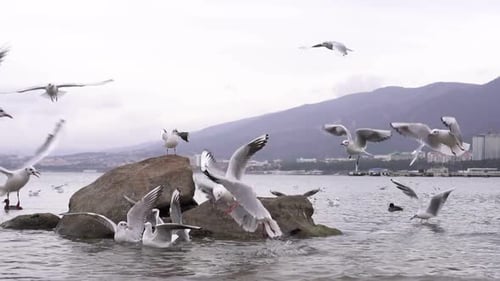 Seagulls and Birds Fly Near the Seashore