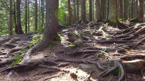 Tree Roots in a Beautiful Pine Forest
