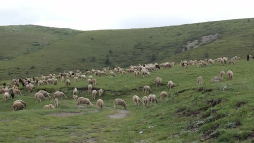 Herd of Sheep Grazing on a Green Hillside