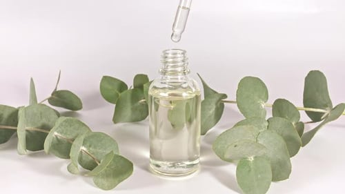 Pipette with Oil of Eucalyptus with Leaves on a White Background
