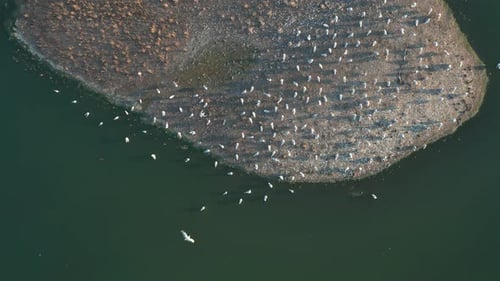 A Topdown Aerial View of a Flock of Seagulls Sitting on an Island on a Summer Evening at Sunset
