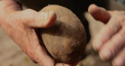 Hands Cleaning Dirt Off Potato in Rural Setting