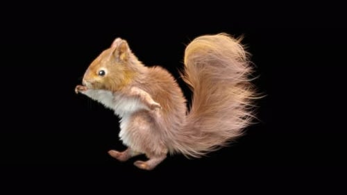 79 Squirrel Dancing 4K