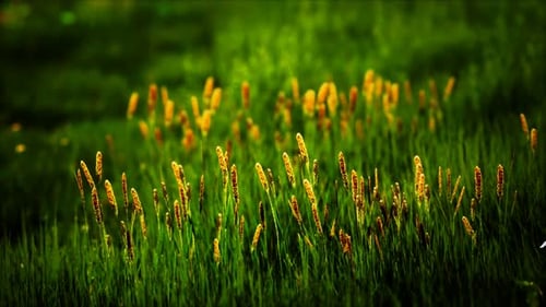 Feld mit grünem Gras und Wildblumen bei Sonnenuntergang
