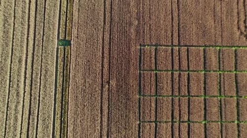 Flying Over a Field of Wheat