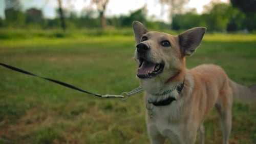 Mongrel Dog on a Leash in the Park. The Doggy Wags Its Tail and Smiles. Close To Dog's Face