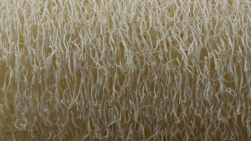Close Up of Textured Beige Loofah Sponge