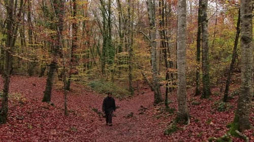 Moving Among the Beech Trees Field in Autumn