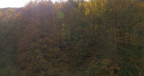 Aerial View of Autumnal Forest Landscape