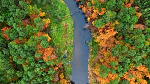 Top down view of river and colorful forest in autumn