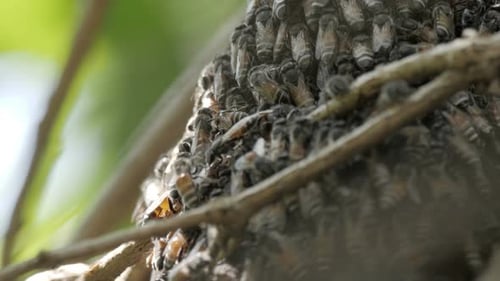 Swarm of Bees Clustered on Tree Branch