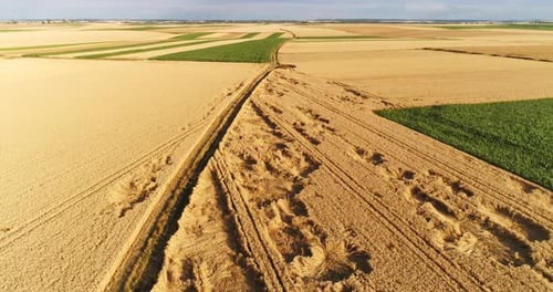 Aerial View of Wheat Field Countryside View