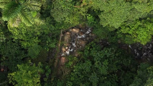 Bird eye view that is approaching a sub tropical stream with green trees and a palm tree