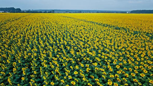 Aerial View of the Sunflowers Field