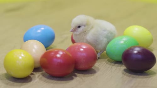 Cute Chick Among Colorful Easter Eggs