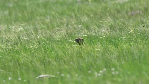 Ein echtes Murmeltier auf einer Wiese mit grünem frischem Gras bedeckt
