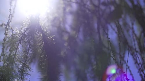 Branch With Sun Light