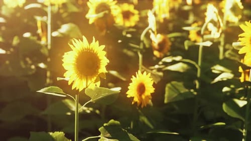 Many Bright Yellow Big Sunflowers in Plantation Fields on Evening Sunset