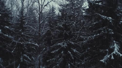Aerial Flyover Frozen Snowy Spruce Forest