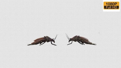 Cockroach Idle 2