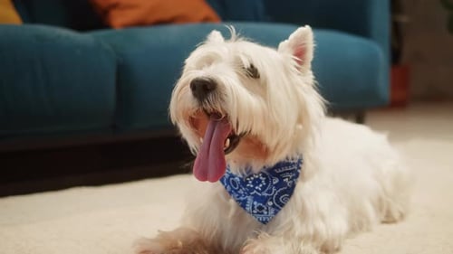 Fluffy White Dog Resting Indoors on Carpet