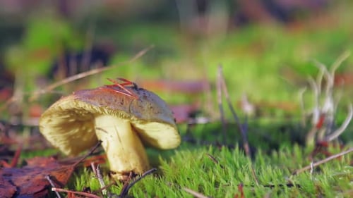 Mushroom Growing in Mossy Forest Ground