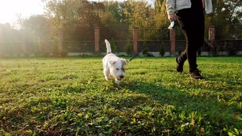 Jack Russell Terrier Dog Happily Running Through To a Girl the Grass in the Nature Park, Slow Motion