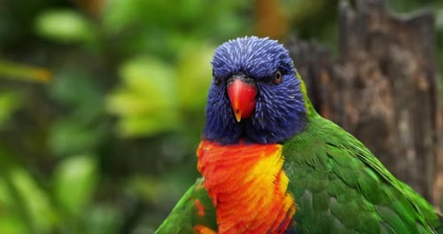 Regenbogen-Lorikeet, Trichoglossus haematodus moluccanus, Erwachsener stehend auf Ast, Echtzeit 4K