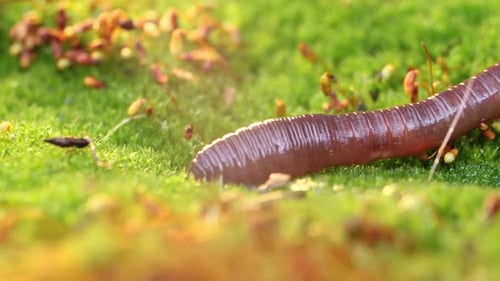 Ein Regenwurm ist ein wirbelloses LandTier, das zur Klasse der Clitellata gehört